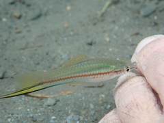 Xiphophorus hellerii