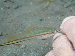 Xiphophorus hellerii