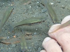 Xiphophorus hellerii