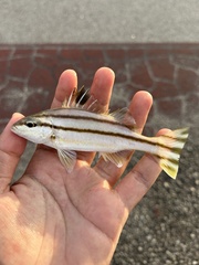 Small-Scaled Terapon photo 1
