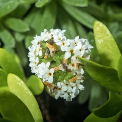 Heliotropium anomalum