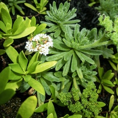 Heliotropium anomalum