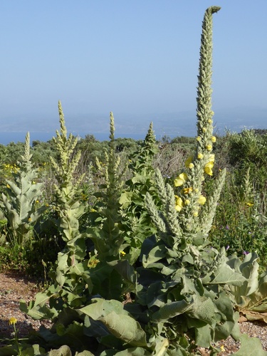 Verbascum macrurum