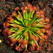 Drosera fulva - Photo (c) Thilo Krueger, some rights reserved (CC BY-NC), uploaded by Thilo Krueger