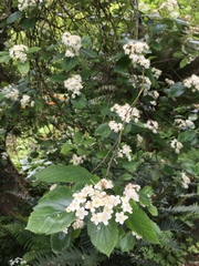 Karpatiosorbus