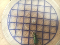 Malachius bipustulatus