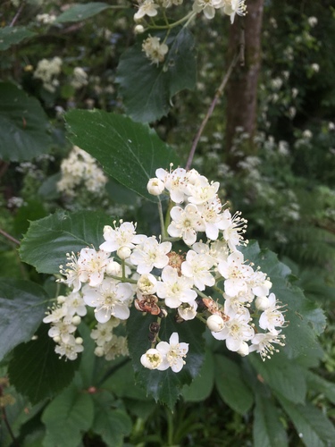 Sorbus devoniensis