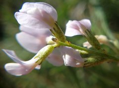 Astragalus tenuifolius