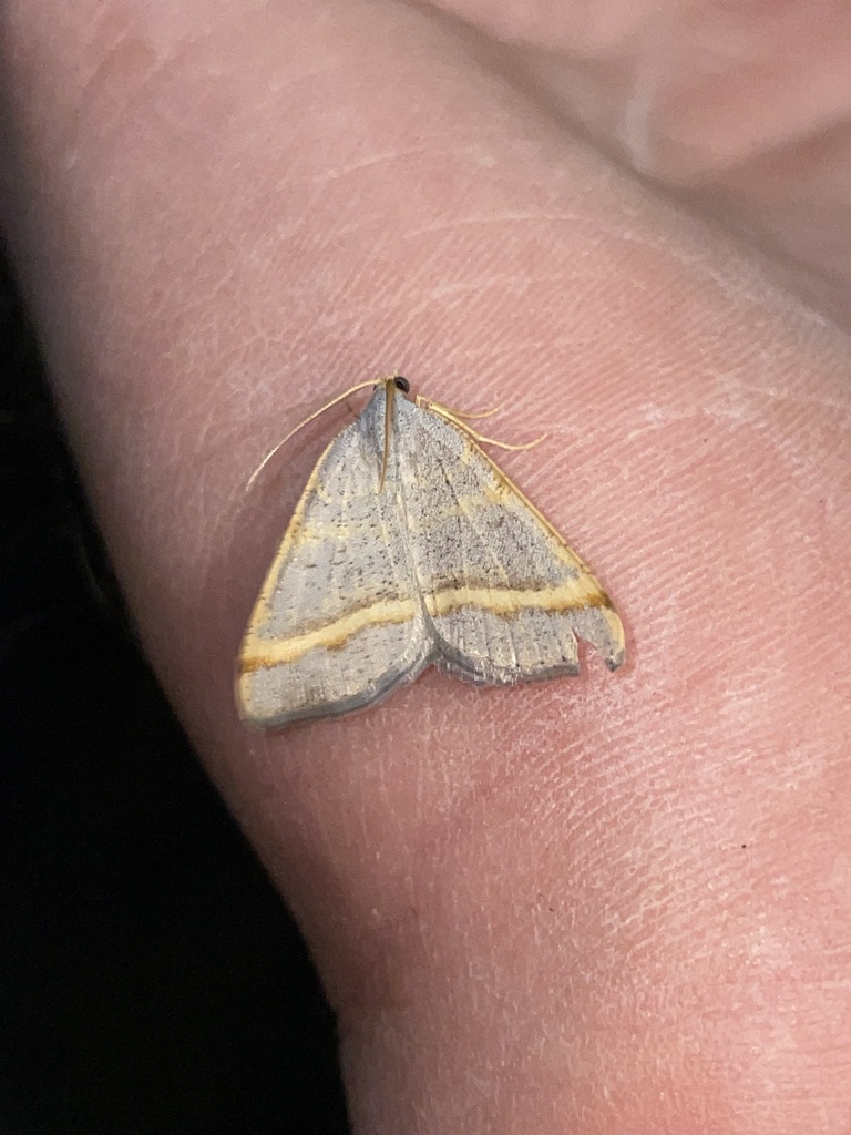 Macaria guenearia