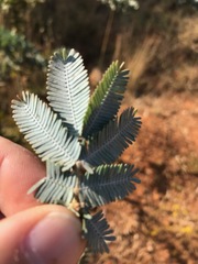 Acacia baileyana
