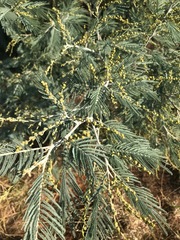 Acacia dealbata
