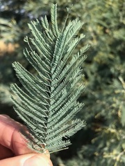 Acacia dealbata