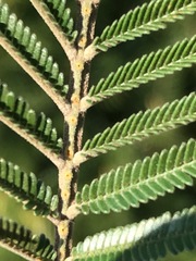 Acacia mearnsii