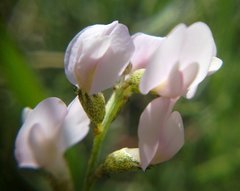 Astragalus tenuifolius