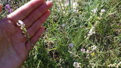 Astragalus tenuifolius