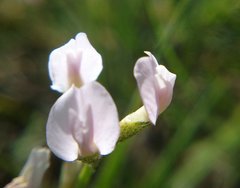 Astragalus tenuifolius