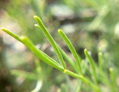Astragalus tenuifolius