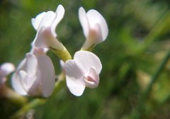 Astragalus tenuifolius