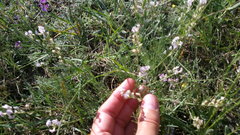 Astragalus tenuifolius