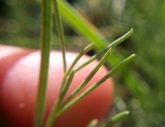Astragalus tenuifolius