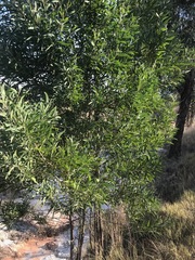 Acacia melanoxylon