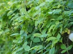 Burmagomphus vermicularis