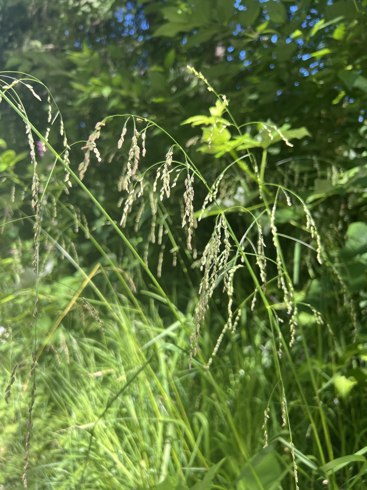 Glyceria elata