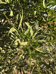 Acacia melanoxylon