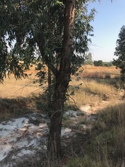 Eucalyptus camaldulensis