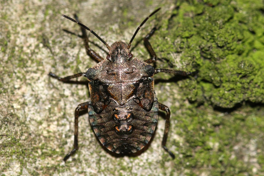 Pentatoma