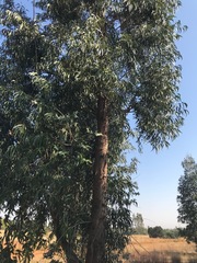 Eucalyptus camaldulensis