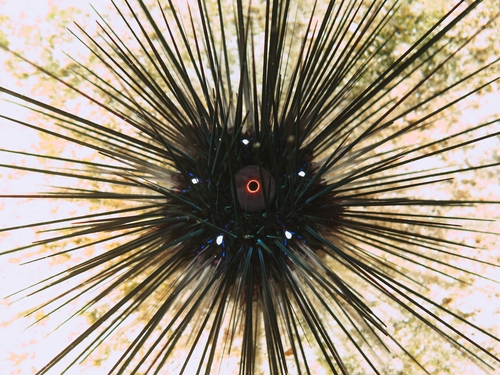 Black Longspine Urchin, photo 4 of 10