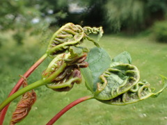 Dasineura irregularis