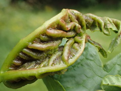 Dasineura irregularis