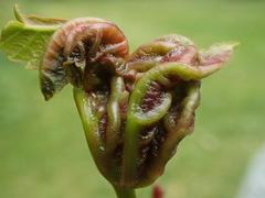 Dasineura irregularis