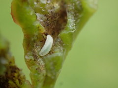 Dasineura irregularis