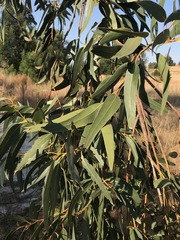 Eucalyptus camaldulensis