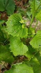 Alliaria petiolata