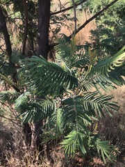 Acacia mearnsii