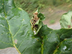 Dasineura irregularis