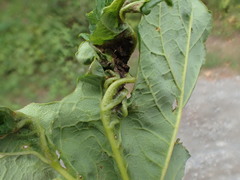 Dasineura irregularis