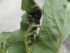 Dasineura irregularis