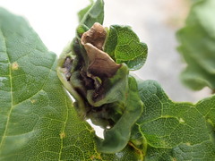 Dasineura irregularis