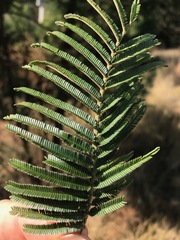 Acacia mearnsii