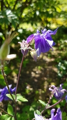 Aquilegia vulgaris
