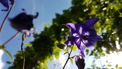 Aquilegia vulgaris
