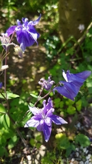 Aquilegia vulgaris