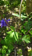 Aquilegia vulgaris