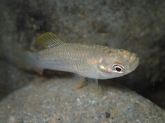 Livebearer photo 2