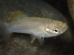 Livebearer photo 3